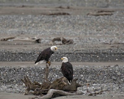 Eagle, Bald, 2, 1 screeching-103106-Chilkat River, Haines, AK-#0390.jpg