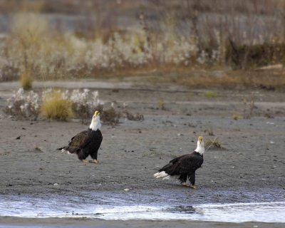 Eagle, Bald, 2, both head throw screech-102806-Chilkat River, Haines, AK-0451.jpg