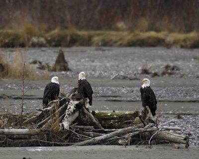 Eagle, Bald, 3-103106-Chilkat River, Haines, AK-0431.jpg