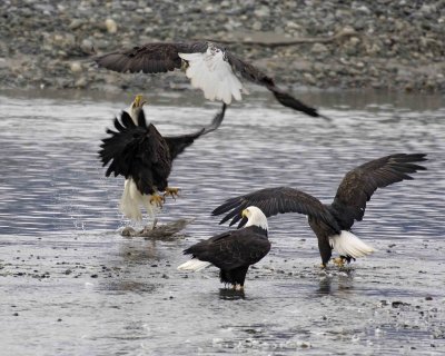Eagle Bald, 4, 2 fighting over Gull-102906-Chilkat River, Haines, AK-0368.jpg