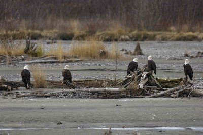 Eagle, Bald, 5-103106-Chilkat River, Haines, AK-0427.jpg