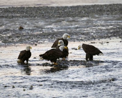 Eagle, Bald, 5, Fish Churning in Water-110306-Chilkat River, Haines, AK-0004.jpg