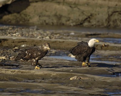 Eagle, Bald, Adult,  Juvenile-110306-Chilkat River, Haines, AK-0416.jpg