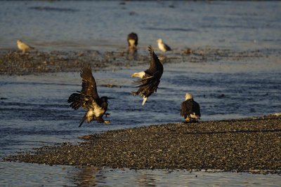 Eagle, Bald, attacking-110306-Chilkat River, Haines, AK-0151.jpg