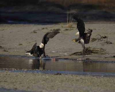 Eagle, Bald, attacking-110306-Chilkat River, Haines, AK-0391.jpg