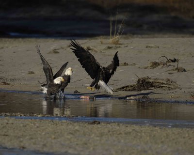 Eagle, Bald, attacking-110306-Chilkat River, Haines, AK-0392.jpg