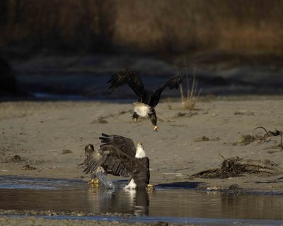 Eagle, Bald, attacking-110306-Chilkat River, Haines, AK-0406.jpg