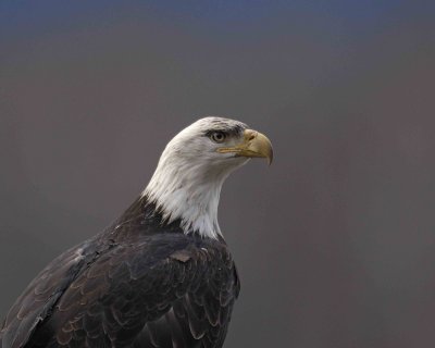 Eagle, Bald, Dirty Head-103006-Chilkat River, Haines, AK-0580.jpg
