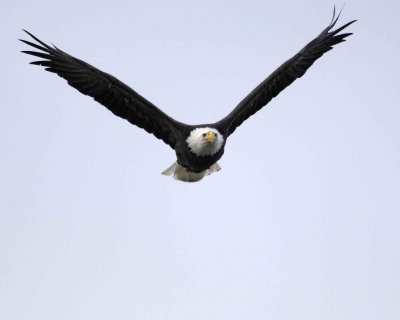 Eagle, Bald, flying-103106-Chilkat River, Haines, AK-0538.jpg