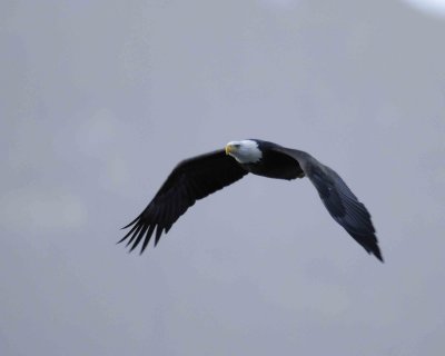 Eagle, Bald, flying-110306-Chilkat River, Haines, AK-0103.jpg