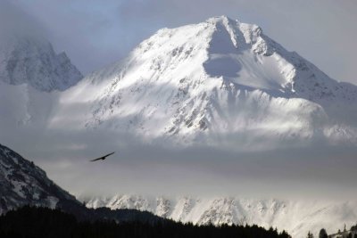 Eagle, Bald, Flying in Front of Chilkat Range Mtns-103006-Chilkat River, Haines, AK-0530.jpg