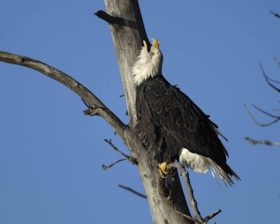 Eagle, Bald Head Throw-110306-Chilkat River, Haines, AK-0324.jpg