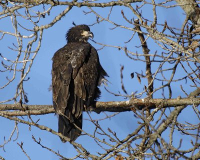Eagle, Bald, Juvenile-102806-Chilkat River, Haines, AK-0344.jpg