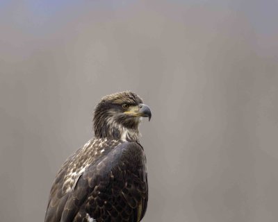 Eagle, Bald, Juvenile-102906-Chilkat River, Haines, AK-0495.jpg