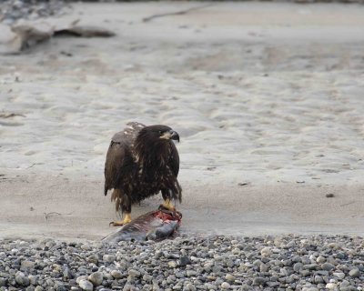 Eagle, Bald, Juvenile w Fish-102906-Chilkat River, Haines, AK-0311.jpg