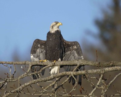 Eagle, Bald, Juvenile, Drying wings-102806-Chilkat River, Haines, AK-0382.jpg