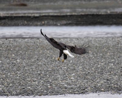 Eagle, Bald, landing-103106-Chilkat River, Haines, AK-0534.jpg