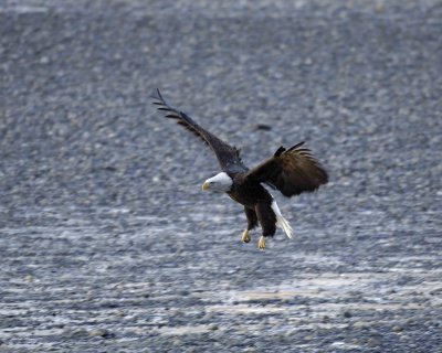 Eagle, Bald, Landing-110306-Chilkat River, Haines, AK-0124.jpg