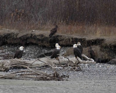 Eagle, Bald, multiple-103106-Chilkat River, Haines, AK-0285.jpg