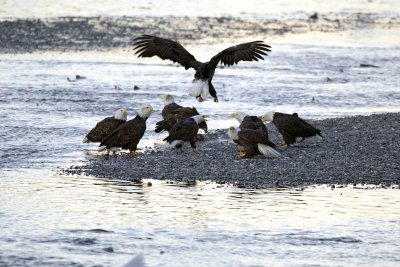 Eagle, Bald, multiple, fish churning-110306-Chilkat River, Haines, AK-0075.jpg
