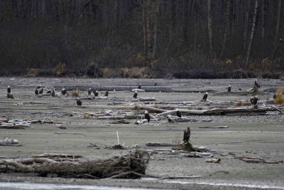Eagle, Bald, on the river flats-102806-Chilkat River, Haines, AK-0201.jpg