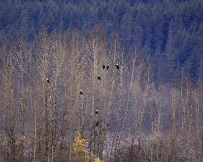 Eagle, Bald, roosting in Cottonwoods-102806-Chilkat River, Haines, AK-0202.jpg