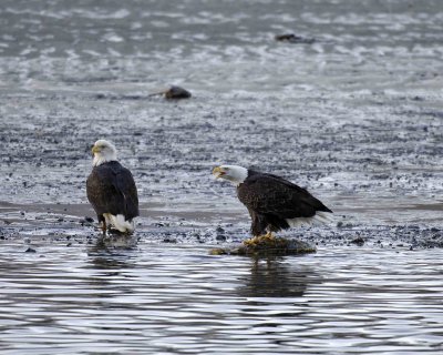 Eagle, Bald, screeching-110306-Chilkat River, Haines, AK-0110.jpg