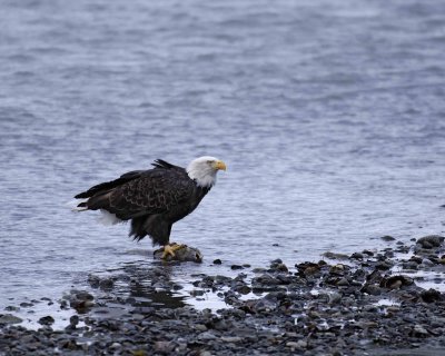 Eagle, Bald, w Fish, Bloody Beak-102806-Chilkat River, Haines, AK-0092.jpg