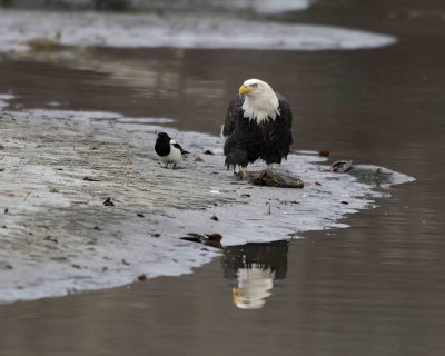 Eagle, Bald, w Fish, Reflection and Magpie-103006-Chilkat River, Haines, AK-0285.jpg