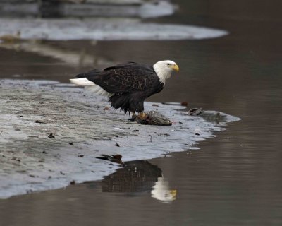 Eagle, Bald ,w Fish Reflection in Water-103006-Chilkat River, Haines, AK-0283.jpg