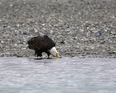 Eagle, Bald ,Washing Face-103106-Chilkat River, Haines, AK-0135.jpg