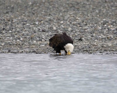 Eagle, Bald, Washing Face-103106-Chilkat River, Haines, AK-0137.jpg