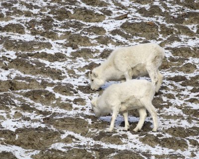 Sheep, Dall, 2 Ewe-110106-Kluane NP, Sheep Mtn, Yukon, Canada-0130.jpg