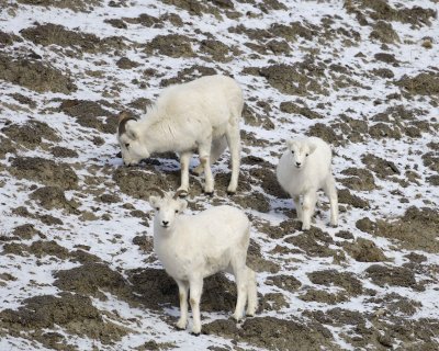 Sheep, Dall, 3-110106-Kluane NP, Sheep Mtn, Yukon, Canada-0104.jpg