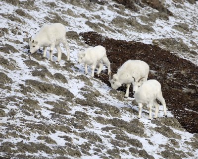 Sheep, Dall, 4-110106-Kluane NP, Sheep Mtn, Yukon, Canada-0097.jpg
