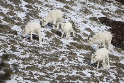 Sheep, Dall, 5-110106-Kluane NP, Sheep Mtn, Yukon, Canada-0098.jpg