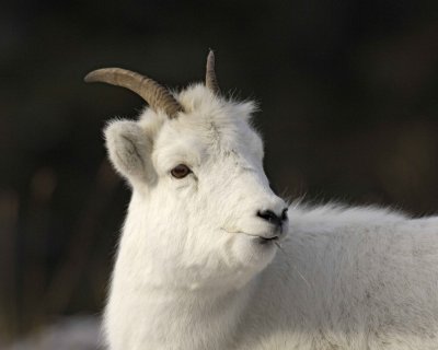 Sheep, Dall, Ewe-110106-Kluane N,P Sheep Mtn, Yukon, Canada-0030.jpg