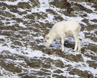 Sheep, Dall, Ewe-110106-Kluane NP, Sheep Mtn, Yukon, Canada-0114.jpg