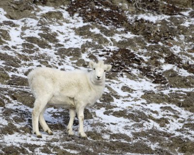 Sheep, Dall, Ewe-110106-Kluane NP, Sheep Mtn, Yukon, Canada-0128.jpg