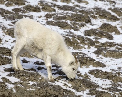 Sheep, Dall, Ewe-110106-Kluane NP, Sheep Mtn, Yukon, Canada-0174.jpg
