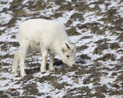 Sheep, Dall, Ewe-110106-Kluane NP, Sheep Mtn, Yukon, Canada-0184.jpg