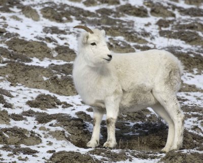Sheep, Dall, Ewe-110106-Kluane NP, Sheep Mtn, Yukon, Canada-0188.jpg