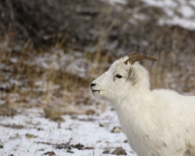 Sheep, Dall, Ewe-110106-Kluane NP, Sheep Mtn, Yukon, Canada-0263.jpg