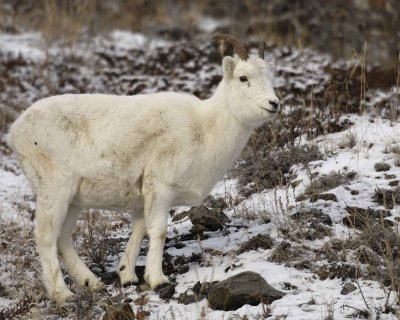 Sheep, Dall, Ewe-110106-Kluane NP, Sheep Mtn, Yukon, Canada-0341.jpg