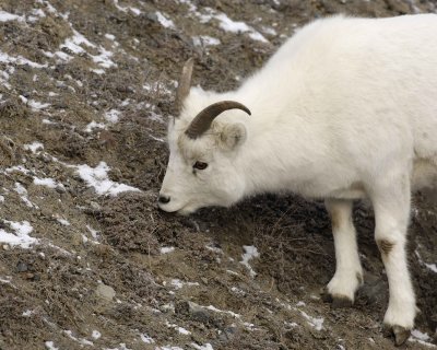 Sheep, Dall, Ewe-110106-Kluane NP, Sheep Mtn, Yukon, Canada-0371.jpg