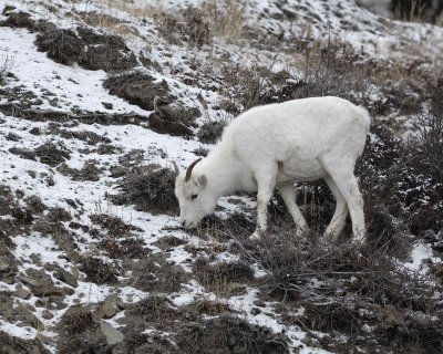 Sheep, Dall, Ewe-110206-Kluane NP, Sheep Mtn, Yukon, Canada-0005.jpg