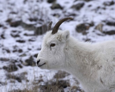 Sheep, Dall, Ewe-110206-Kluane NP, Sheep Mtn, Yukon.,Canada-0122.jpg