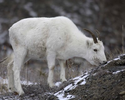 Sheep, Dall, Ewe-110206-Kluane NP, Sheep Mtn, Yukon, Canada-0139.jpg