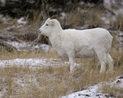 Sheep, Dall ,Ewe-110206-Kluane NP, Sheep Mtn, Yukon, Canada-0145.jpg