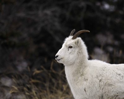 Sheep, Dall, Ewe-110206-Kluane NP, Sheep Mtn, Yukon, Canada-0168.jpg